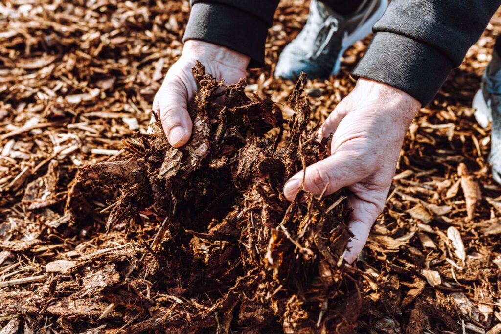 refresh mulch Florida | Correct mulch depth around a tree without touching the trunk