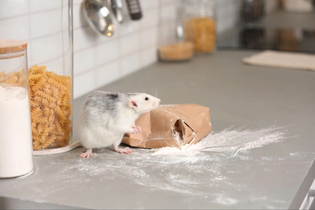 Signs of pest infestation from damaged food packaging in a home pantry