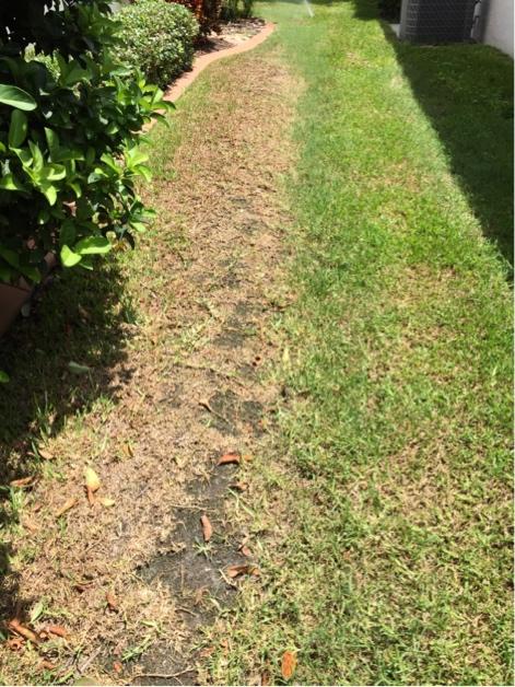 Soil compaction affecting a Florida lawn