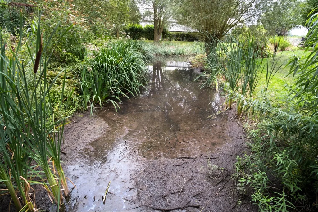 Standing water attracting Florida rain and humidity pests