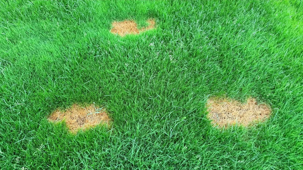 Damaged lawn evaluated before sod soil preparation Port Charlotte installation