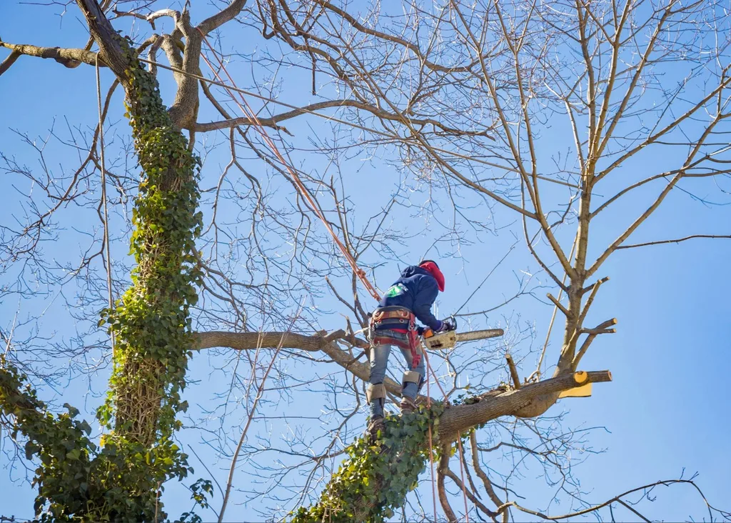 Professional tree trimming and pruning at a Florida home