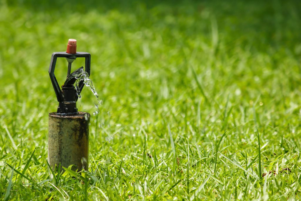 Blocked sprinkler head near dry patches in lawn after watering
