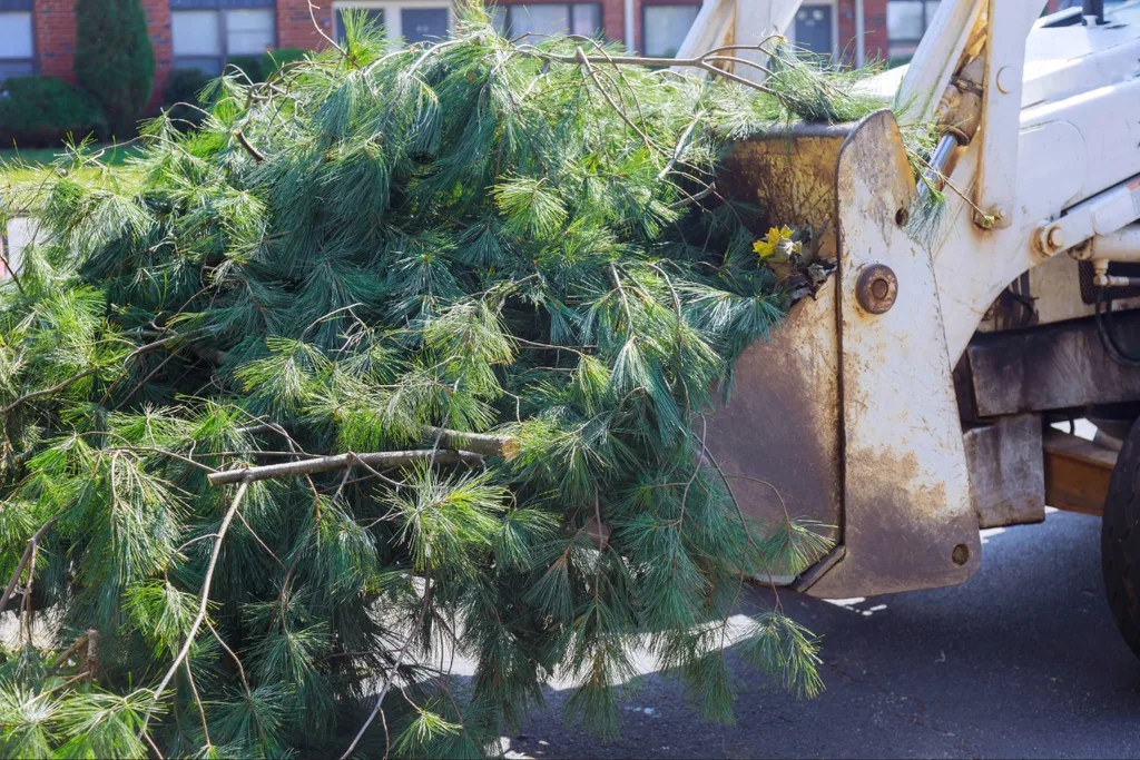 Tree trimming crew removing cut branches from a residential property