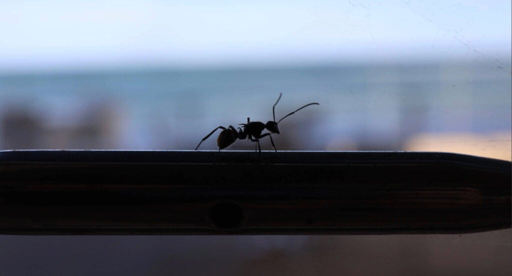 Ants keep coming back in Port Charlotte home along an interior windowsill
