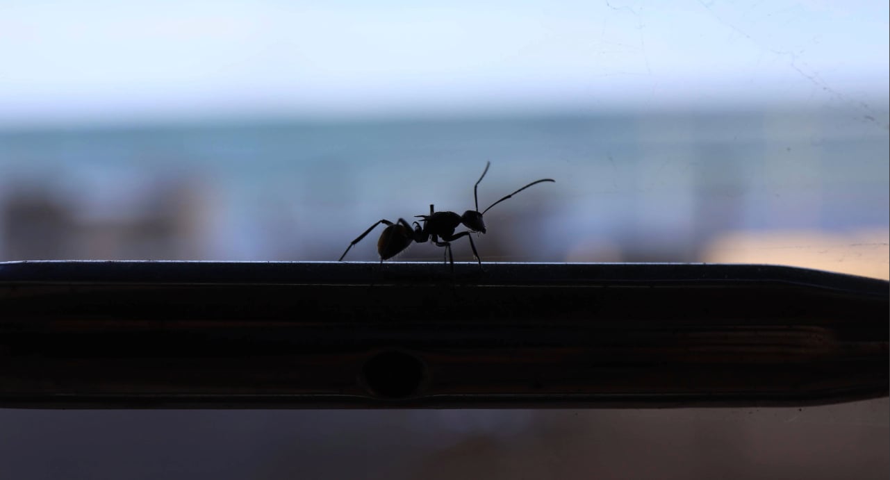 Pest Control Tips, Guides & Seasonal Prevention Advice 1 Ants keep coming back in Port Charlotte home along an interior windowsill
