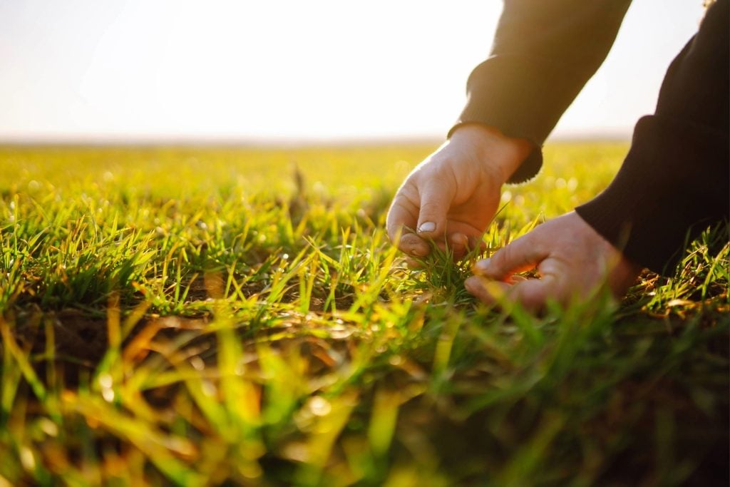 Checking whether damp lawn soil is firm enough for mowing after heavy rain in Port Charlotte