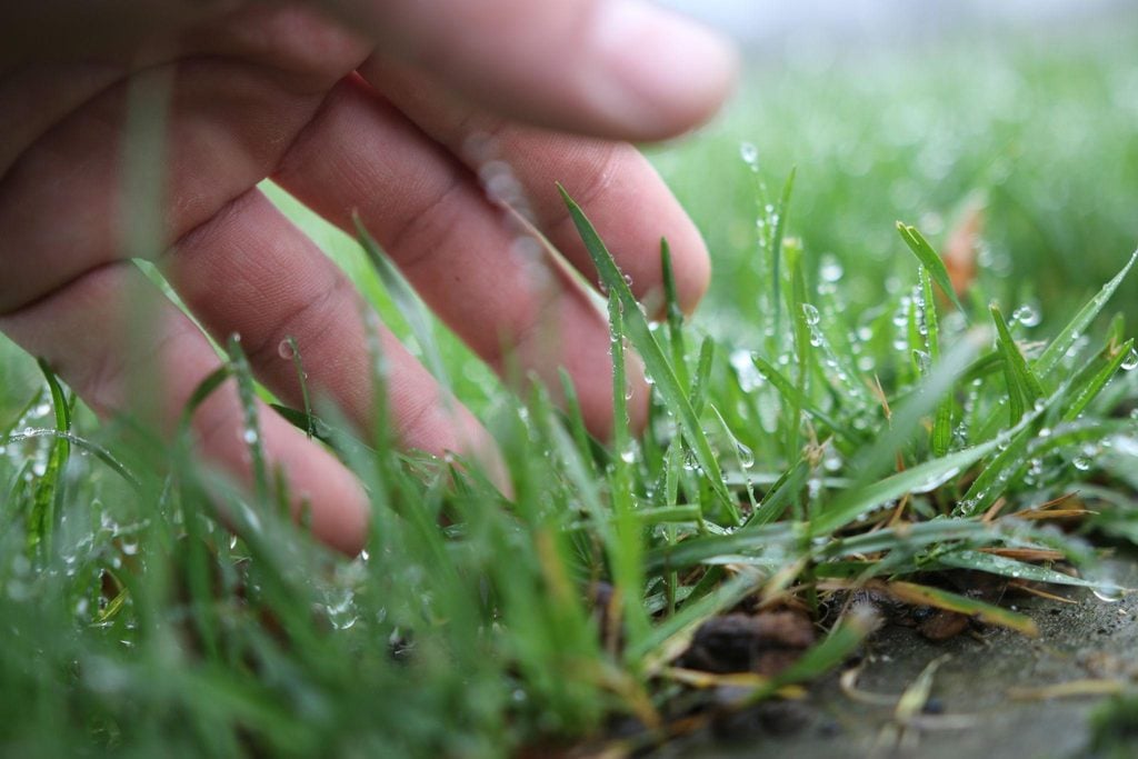 Homeowner checking moisture on grass blades before mowing a residential lawn