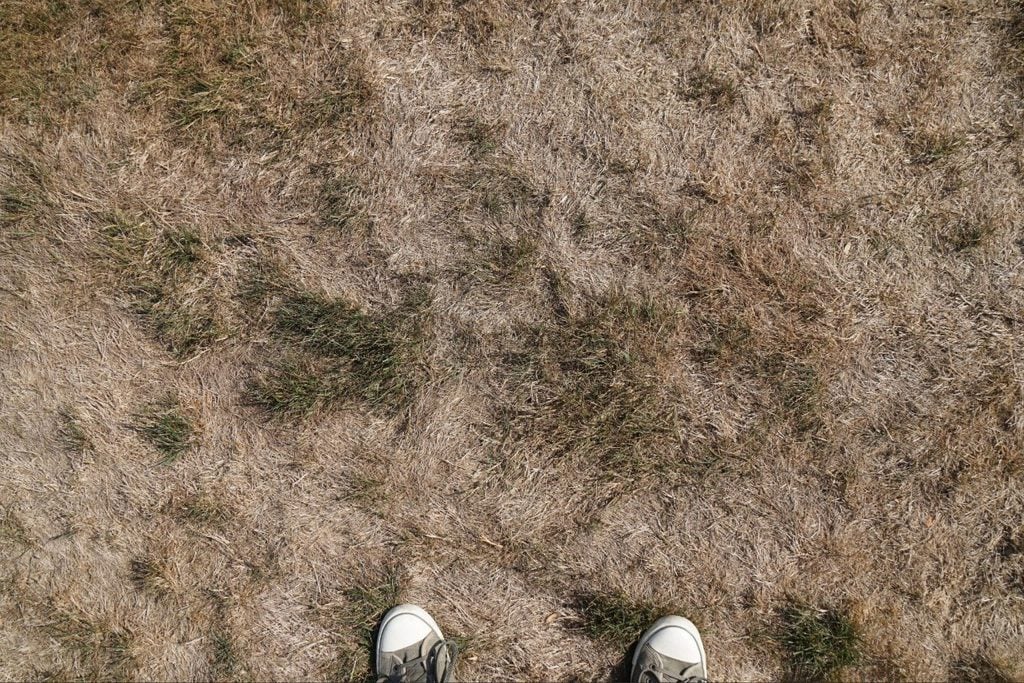Close-up of discolored and thinning residential grass being documented for a lawn pest inspection