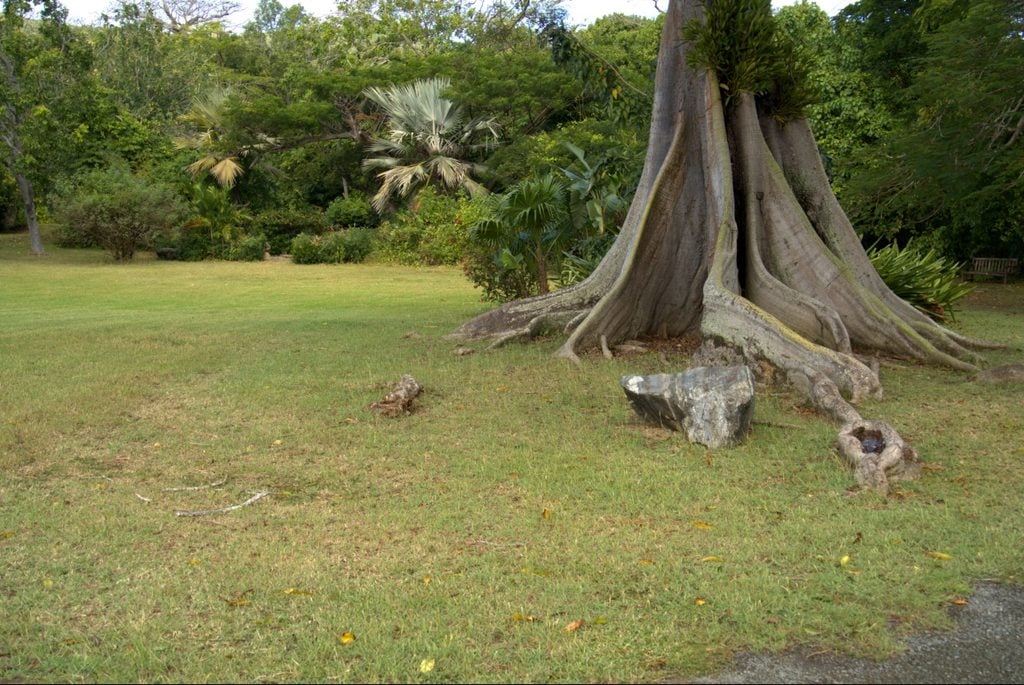 Exposed tree roots surrounded by sparse grass in a shaded residential lawn