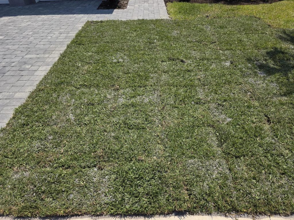 New Sod Aftercare in Port Charlotte: Watering, Foot Traffic and the First Mow 4 Newly installed sod beside a walkway where foot traffic can be kept off developing grass