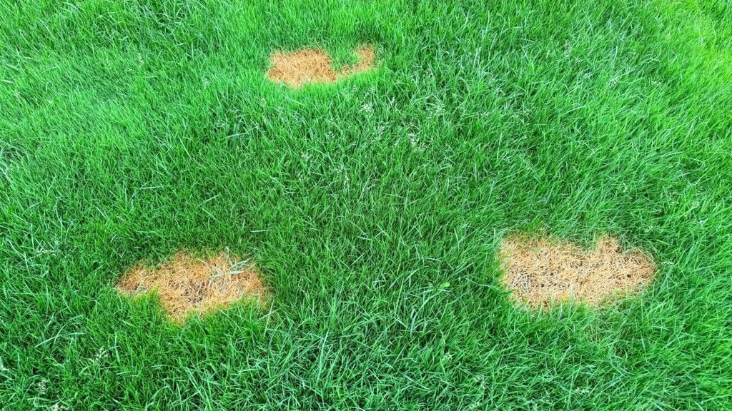 Residential turf with uneven grass growth being monitored after a lawn inspection