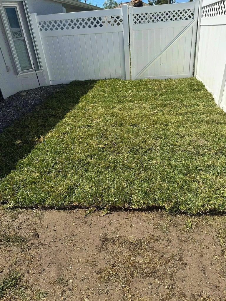 New Sod Aftercare in Port Charlotte: Watering, Foot Traffic and the First Mow 3 Newly installed residential sod showing natural variation in grass color during establishment