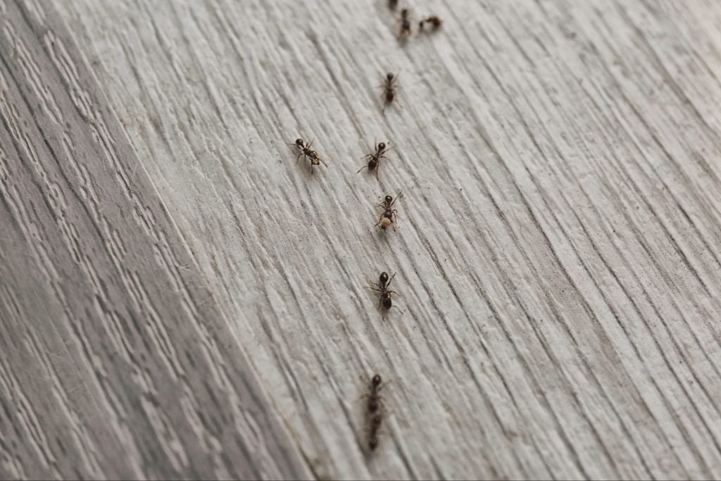 Small ants moving across a residential kitchen counter during recurring household ant activity
