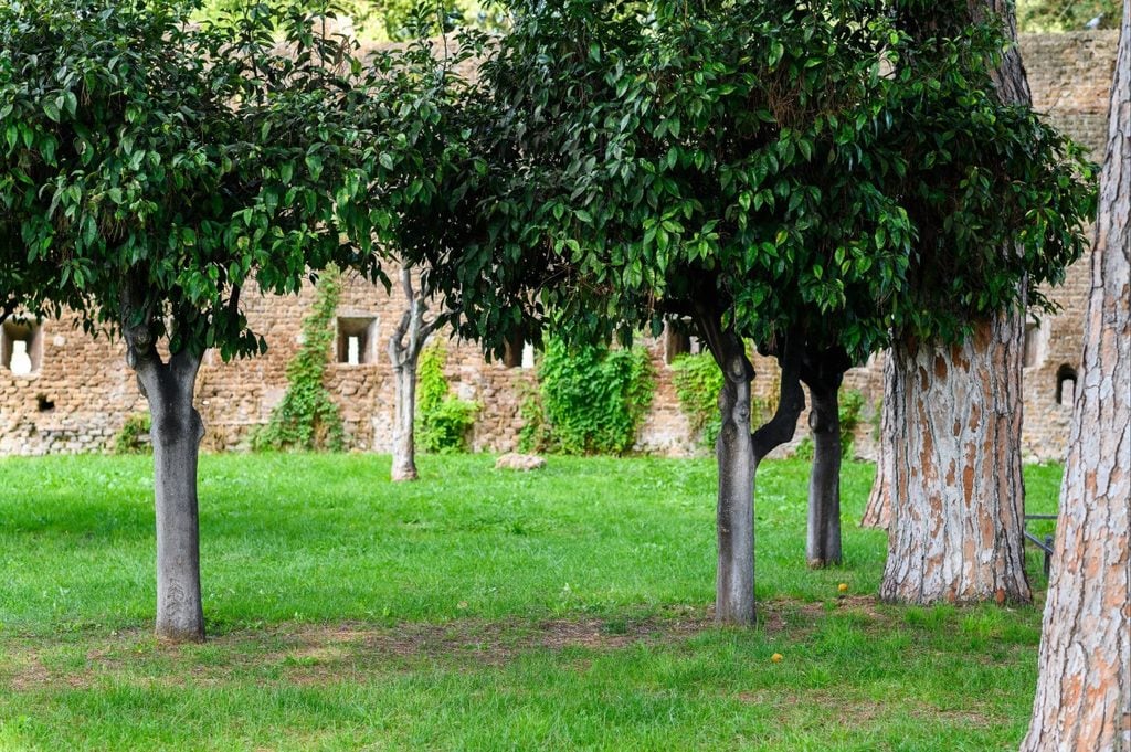 Patchy lawn beneath a mature shade tree showing areas where grass struggles to grow