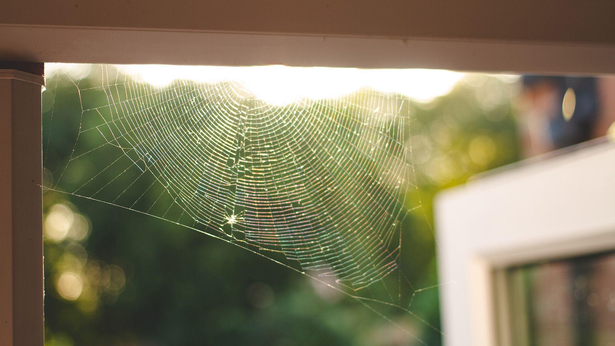Spider webs keep coming back around a residential porch in Port Charlotte FL