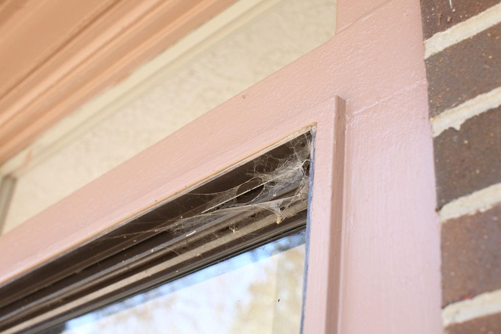 Spider webs keep coming back around residential windows and screens