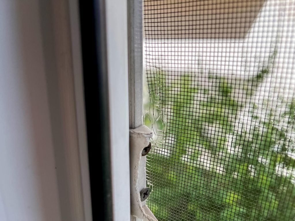 Homeowner checking a damaged window screen where spider webs keep coming back